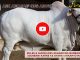 What Are The Important Rules and Guidelines Regarding Qurbani?